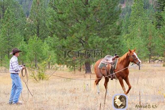 驯马师令和军马令的作用大揭秘！